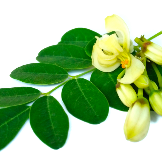 L’Anza Healing Curls Butter Conditioner