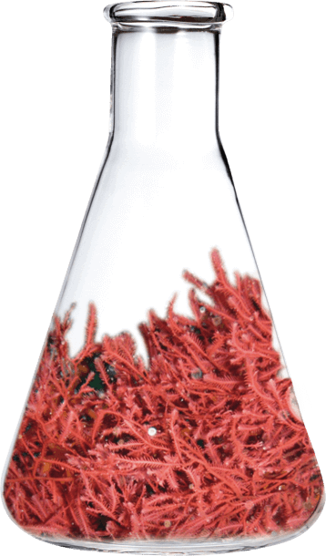 King's Armour Marquess Classic Pomade - Super High Hold, High Shine Finish, 110 ml